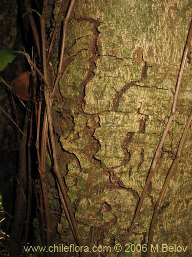 Imágen de Laureliopsis philippiana (Tepa / Laurela). Haga un clic para aumentar parte de imágen.